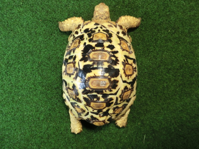 バブコックヒョウモンガメ 52番ホワイトタイプの画像