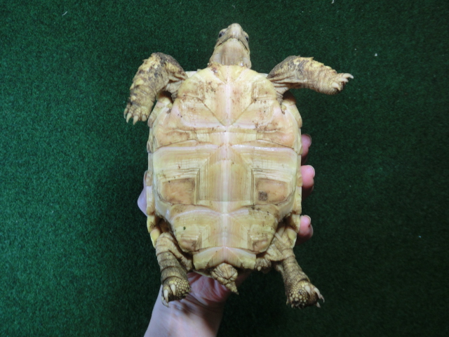 バブコックヒョウモンガメ 52番ホワイトタイプの画像