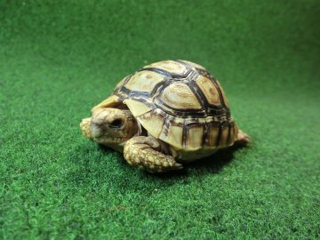 バブコックヒョウモンガメ 52番ホワイトタイプの画像
