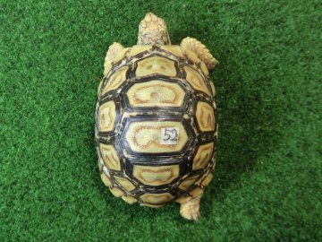 バブコックヒョウモンガメ 52番ホワイトタイプの画像