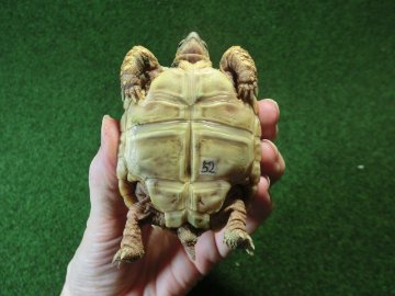 バブコックヒョウモンガメ 52番ホワイトタイプの画像
