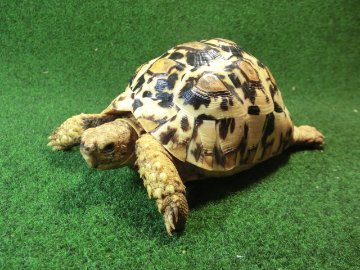 バブコックヒョウモンガメ 52番ホワイトタイプの画像