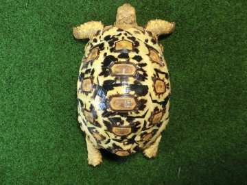 バブコックヒョウモンガメ 52番ホワイトタイプの画像