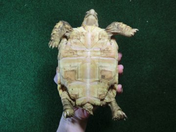 バブコックヒョウモンガメ 52番ホワイトタイプの画像