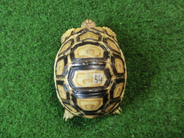 バブコックヒョウモンガメSサイズ 54番ハイドームの画像