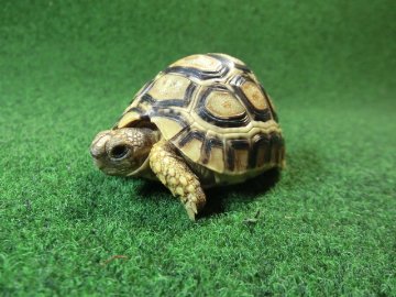 バブコックヒョウモンガメSサイズ 54番ハイドームの画像