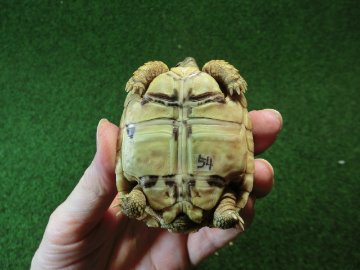 バブコックヒョウモンガメSサイズ 54番ハイドームの画像