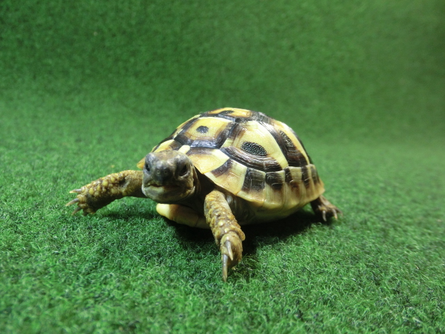 ヘルマンリクガメベビーEUCB個体83番イエロータイプの画像