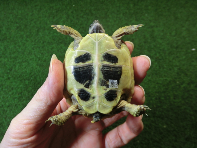 ヘルマンリクガメベビーEUCB個体83番イエロータイプの画像