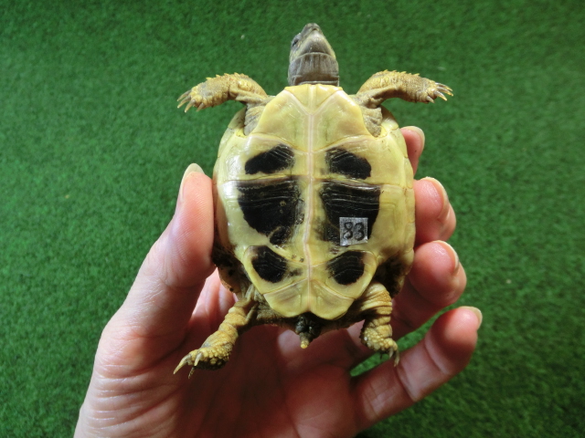 ヘルマンリクガメベビーEUCB個体83番イエロータイプの画像