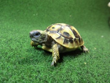 ヘルマンリクガメベビーEUCB個体83番イエロータイプの画像