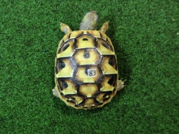 ヘルマンリクガメベビーEUCB個体83番イエロータイプの画像