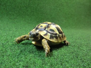 ヘルマンリクガメベビーEUCB個体83番イエロータイプの画像