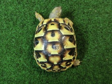 ヘルマンリクガメベビーEUCB個体83番イエロータイプの画像