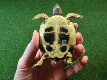 ヘルマンリクガメベビーEUCB個体83番イエロータイプの画像