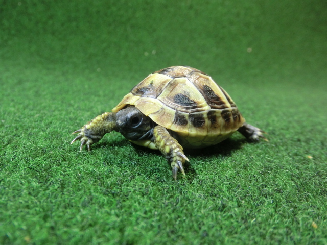 ヘルマンリクガメベビーEUCB個体84番の画像