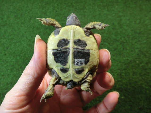 ヘルマンリクガメベビーEUCB個体84番の画像