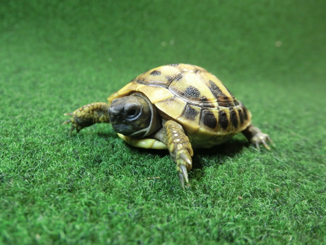 ヘルマンリクガメベビーEUCB個体85番の画像