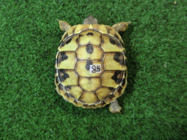 ヘルマンリクガメベビーEUCB個体85番の画像