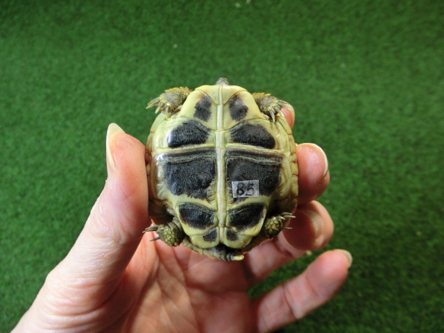 ヘルマンリクガメベビーEUCB個体85番の画像