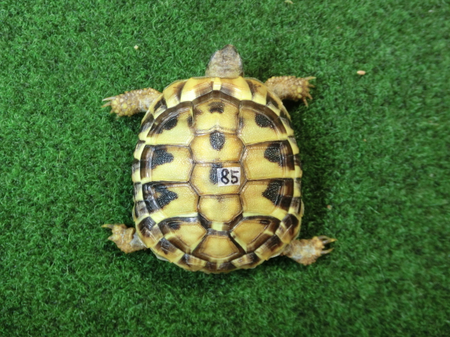 ヘルマンリクガメベビーEUCB個体85番の画像