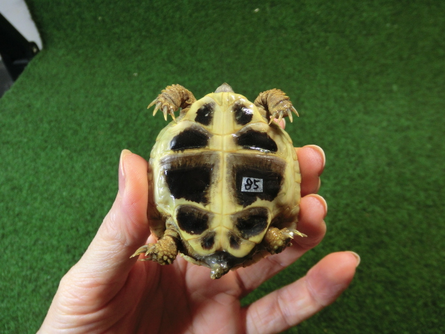 ヘルマンリクガメベビーEUCB個体85番の画像
