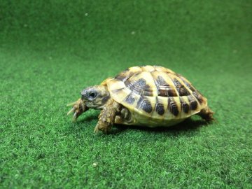 ヘルマンリクガメベビーEUCB個体85番の画像