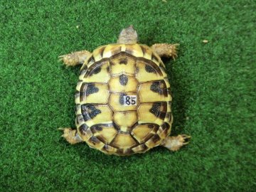 ヘルマンリクガメベビーEUCB個体85番の画像