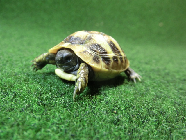 ヘルマンリクガメベビーEUCB個体86番の画像