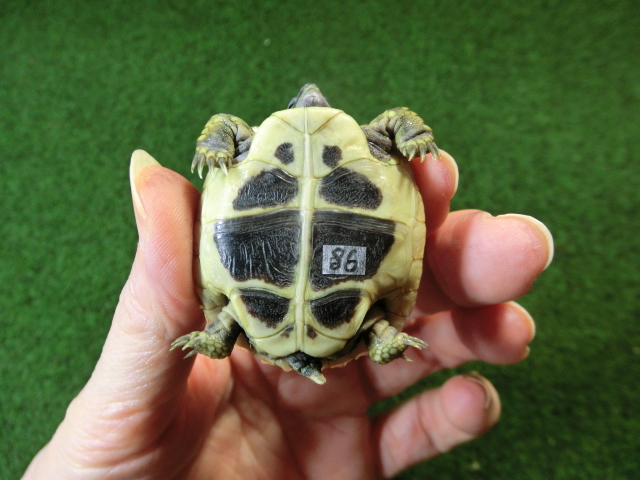 ヘルマンリクガメベビーEUCB個体86番の画像
