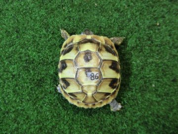 ヘルマンリクガメベビーEUCB個体86番の画像