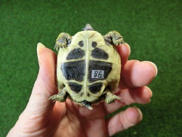 ヘルマンリクガメベビーEUCB個体86番の画像