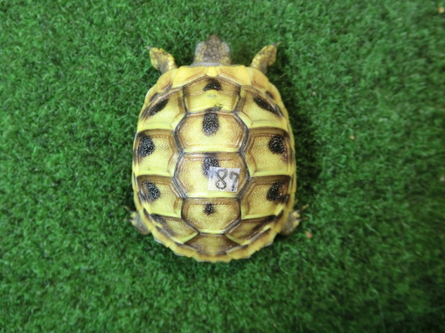ヘルマンリクガメベビーEUCB個体87番の画像