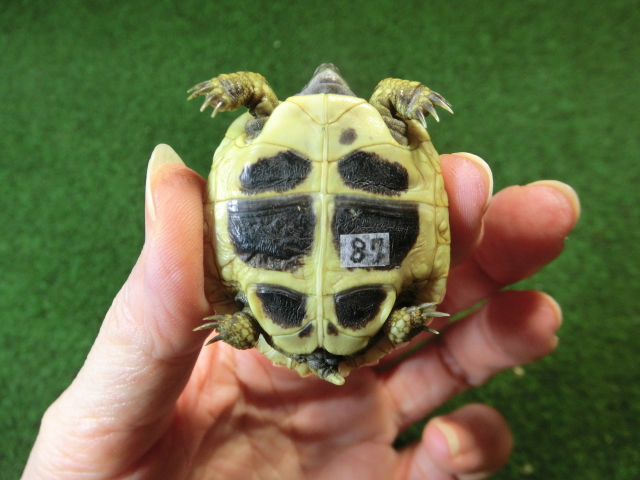 ヘルマンリクガメベビーEUCB個体87番の画像