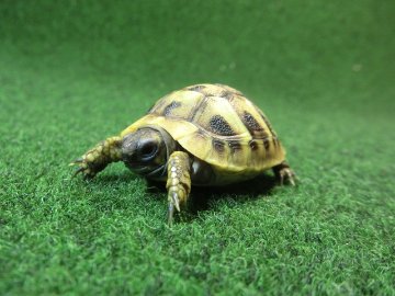 ヘルマンリクガメベビーEUCB個体87番の画像