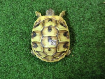 ヘルマンリクガメベビーEUCB個体87番の画像