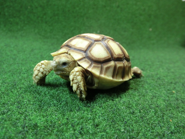 ケヅメリクガメベビー トーゴ産CB個体15番の画像