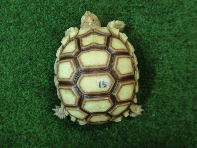 ケヅメリクガメベビー トーゴ産CB個体15番の画像