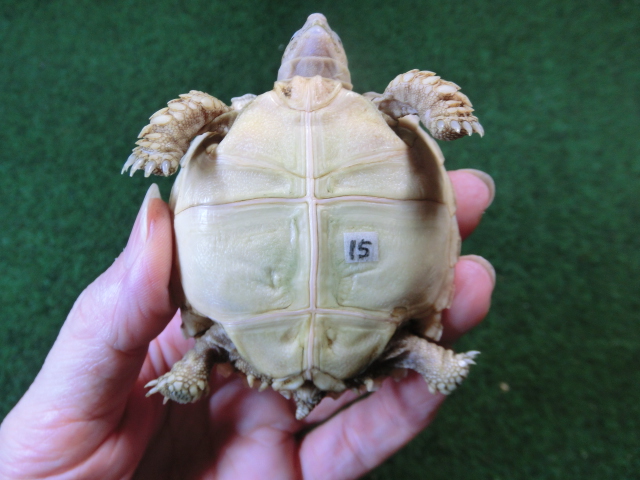 ケヅメリクガメベビー トーゴ産CB個体15番の画像