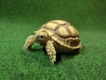 ケヅメリクガメベビー トーゴ産CB個体16番の画像