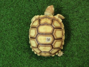 ケヅメリクガメベビー トーゴ産CB個体16番の画像