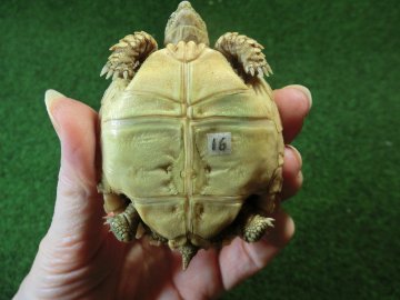 ケヅメリクガメベビー トーゴ産CB個体16番の画像