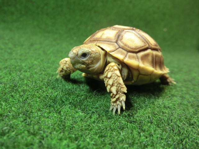 ケヅメリクガメベビー トーゴ産CB個体17番の画像