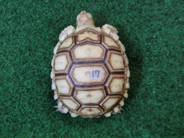 ケヅメリクガメベビー トーゴ産CB個体17番の画像