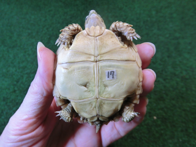 ケヅメリクガメベビー トーゴ産CB個体17番の画像