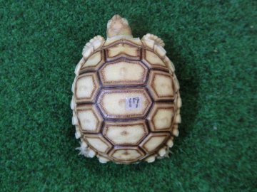 ケヅメリクガメベビー トーゴ産CB個体17番の画像