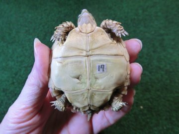 ケヅメリクガメベビー トーゴ産CB個体17番の画像