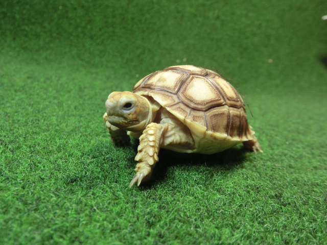 ケヅメリクガメベビー トーゴ産CB個体19番の画像