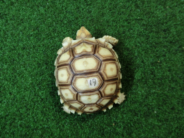 ケヅメリクガメベビー トーゴ産CB個体19番の画像