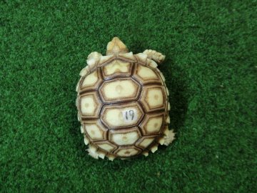 ケヅメリクガメベビー トーゴ産CB個体19番の画像